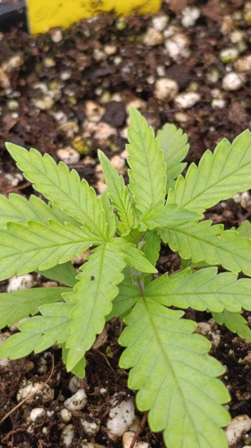 Mango Crack. Week 2