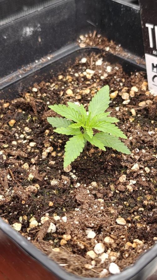 Mango Crack. Week 2