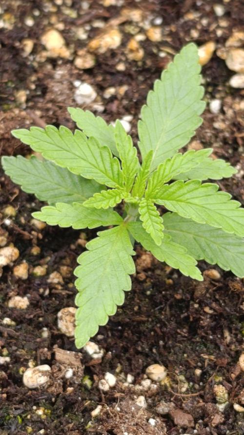 Mango Crack. Week 2
