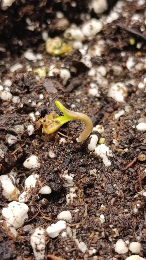California Octane Triploid. Week 0