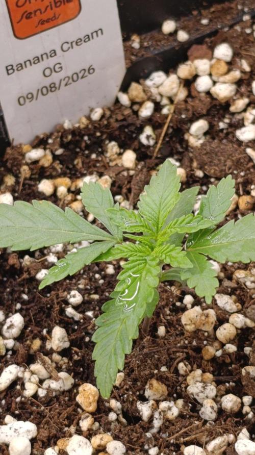 Banana Cream OG. Week 2
