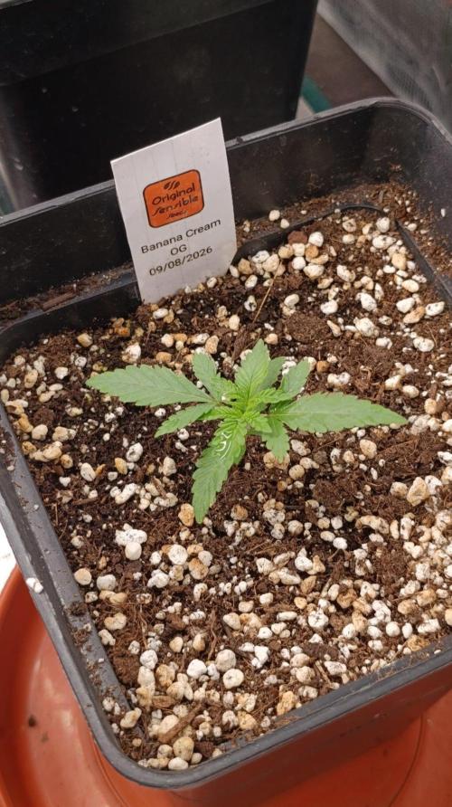 Banana Cream OG. Week 2