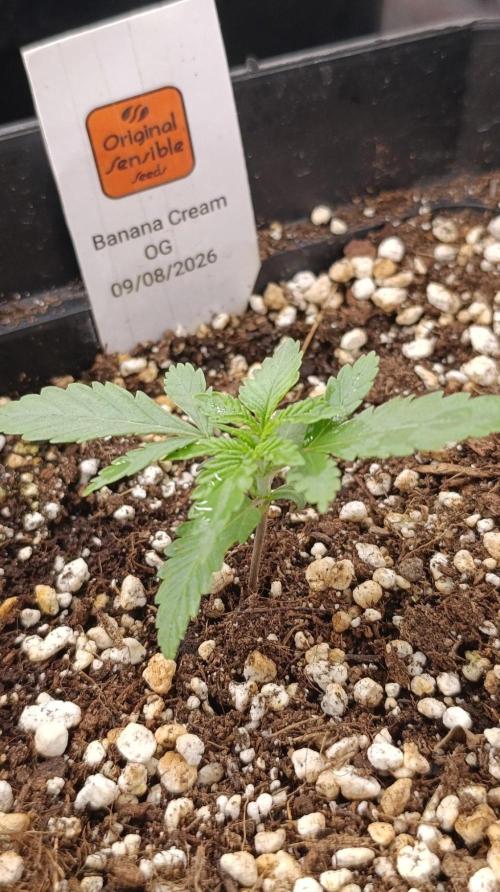 Banana Cream OG. Week 2
