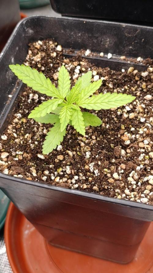 Papaya Stank. Week 2