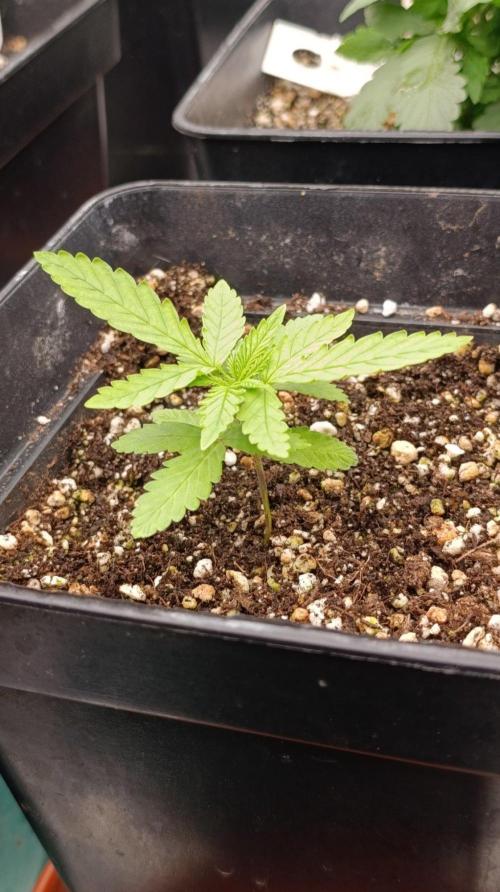 Papaya Stank. Week 2