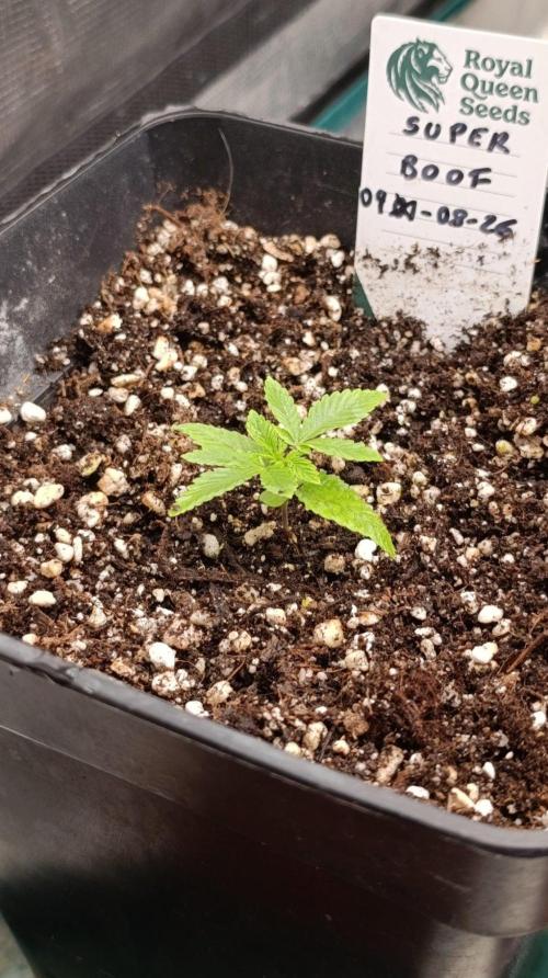 Super Boof RQS. Week 2