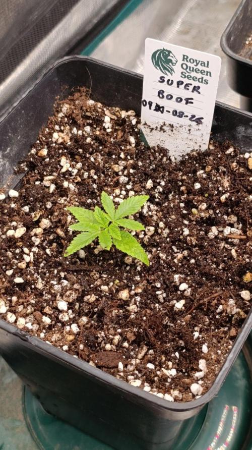 Super Boof RQS. Week 2