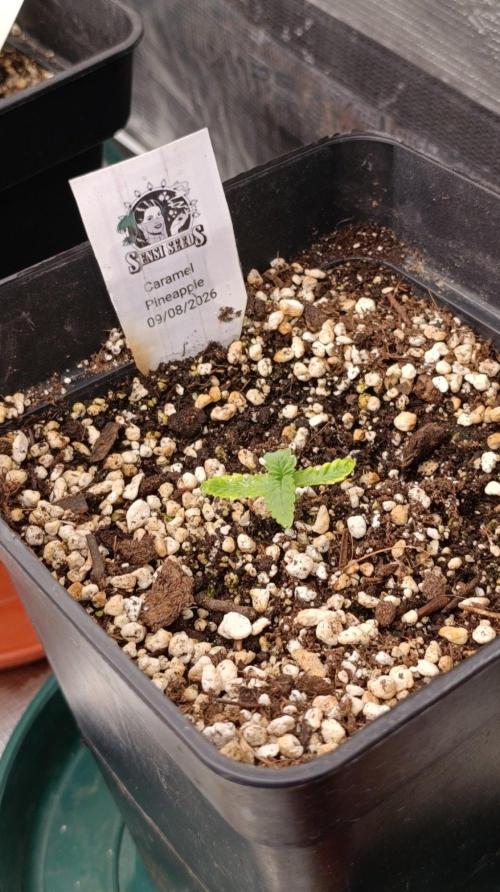 Caramel Pineapple. Week 2