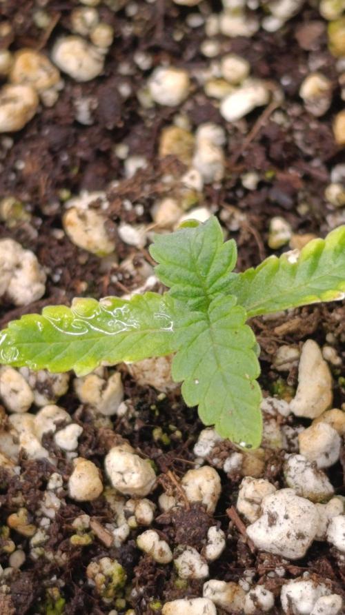 Caramel Pineapple. Week 2