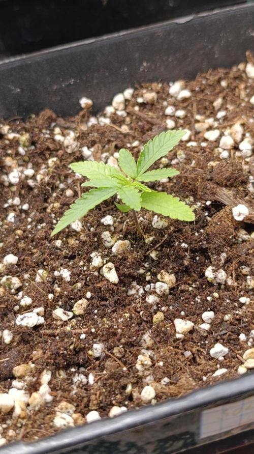 Banana Cake Pop. Week 2