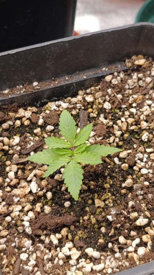 Pineapple Jack. Week 2