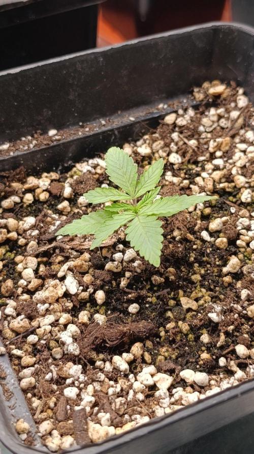 Pineapple Jack. Week 2