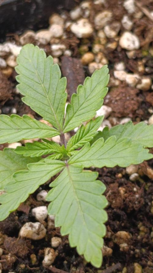 Pineapple Jack. Week 2