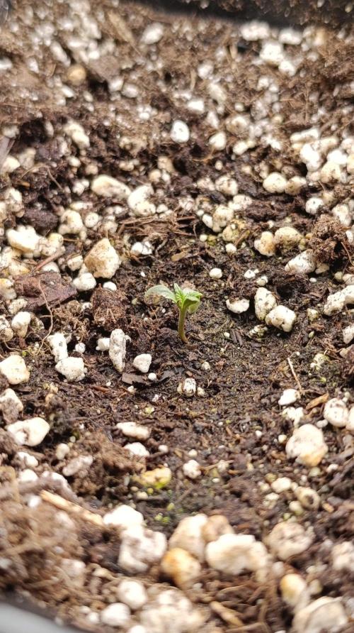 Blueberry Muffin. Week 1