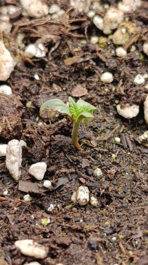 Blueberry Muffin. Week 1