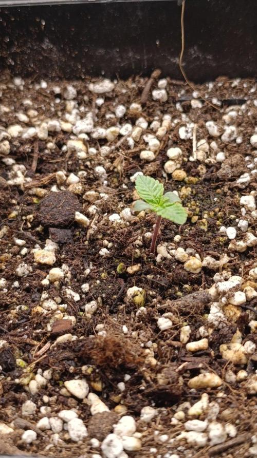 California Octane Triploid. Week 1