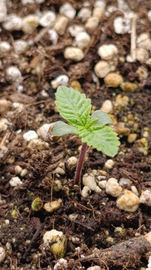 California Octane Triploid. Week 1