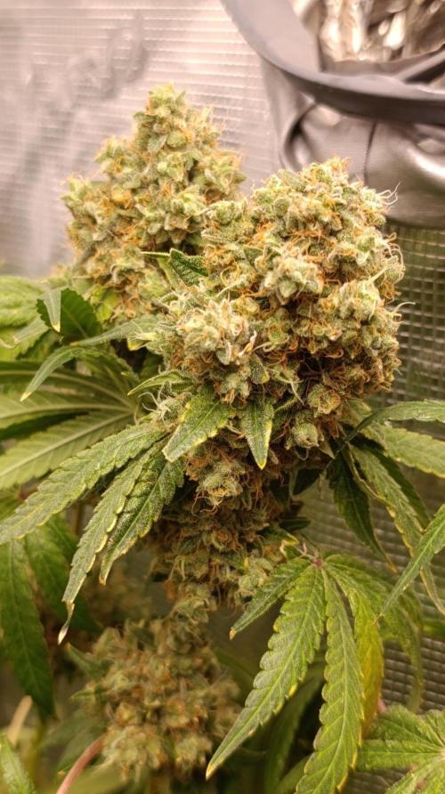 Lemon Parmesan. Week 15