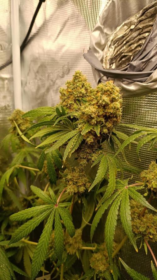 Lemon Parmesan. Week 15