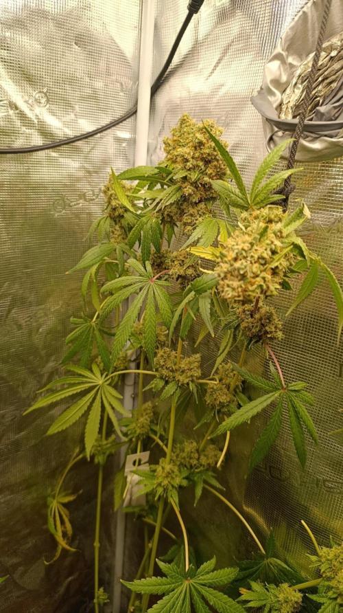 Lemon Parmesan. Week 15
