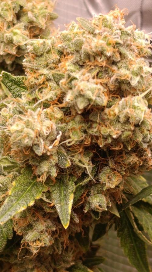 Lemon Parmesan. Week 15