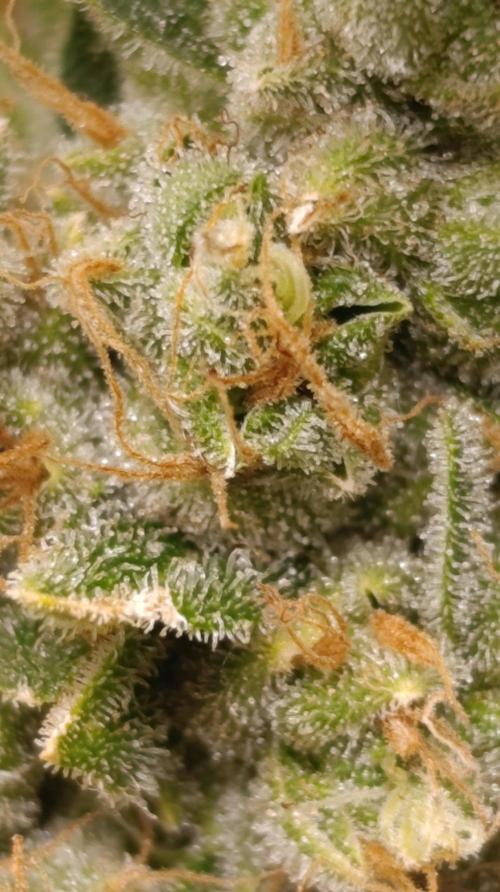 Lemon Parmesan. Week 15