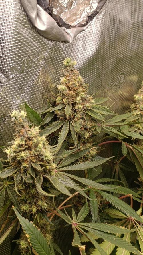 Variegated Parmigiano. Week 16