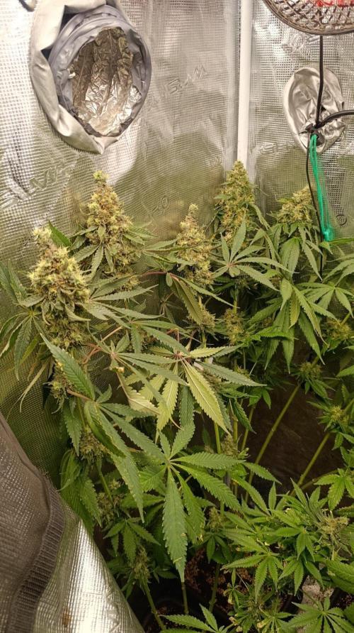 Variegated Parmigiano. Week 16