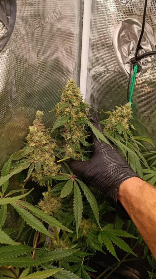 Variegated Parmigiano. Week 16