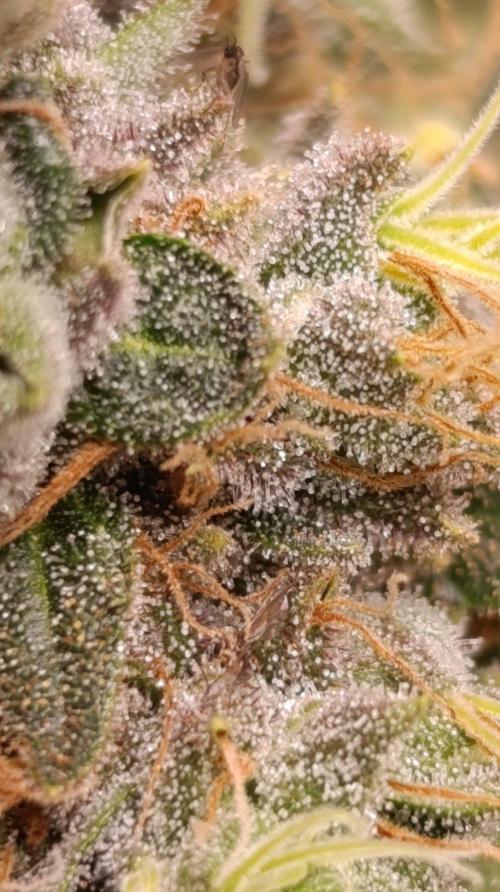Variegated Parmigiano. Week 16