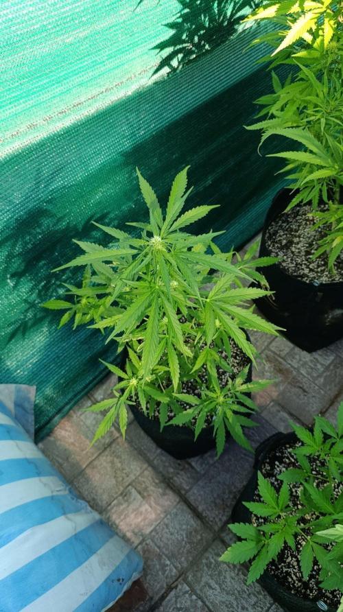 Gaia F1 Auto. Week 6