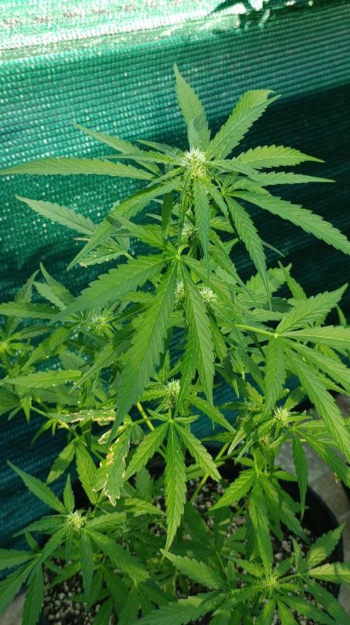 Gaia F1 Auto. Week 6