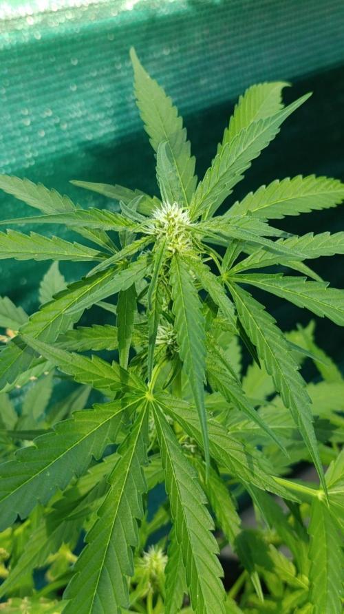 Gaia F1 Auto. Week 6
