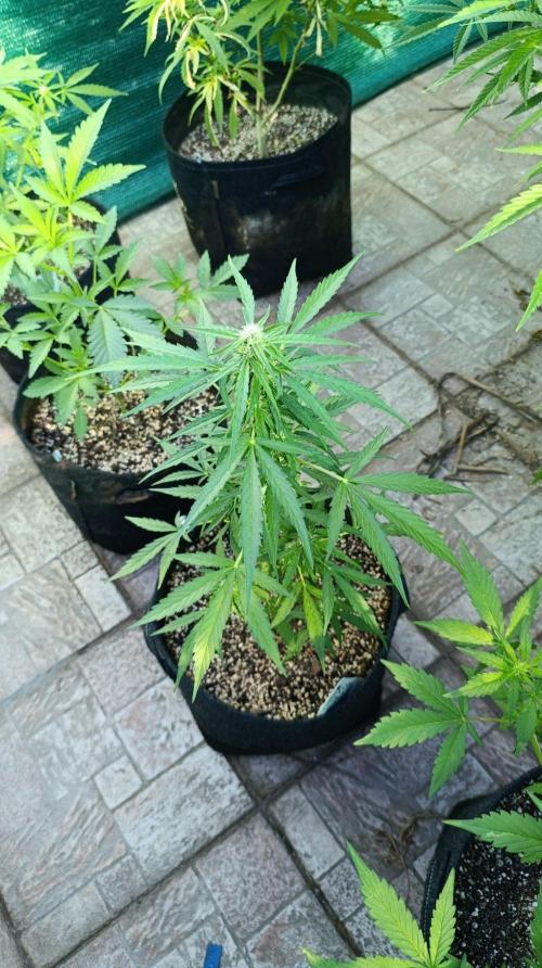 Milky Way F1 Auto. Week 6