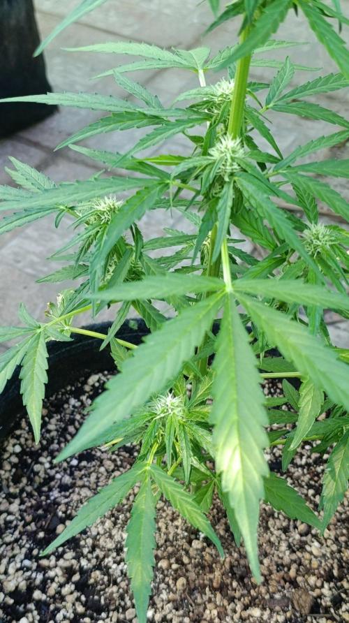 Milky Way F1 Auto. Week 6