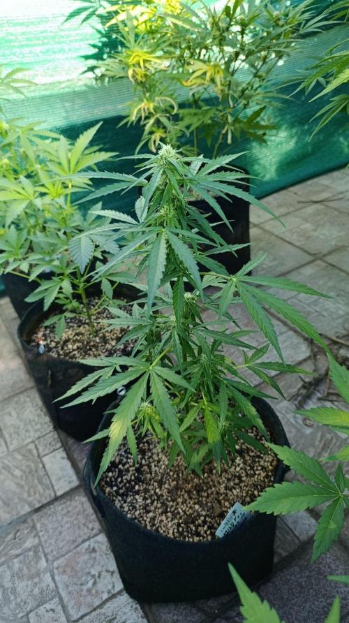 Milky Way F1 Auto. Week 6