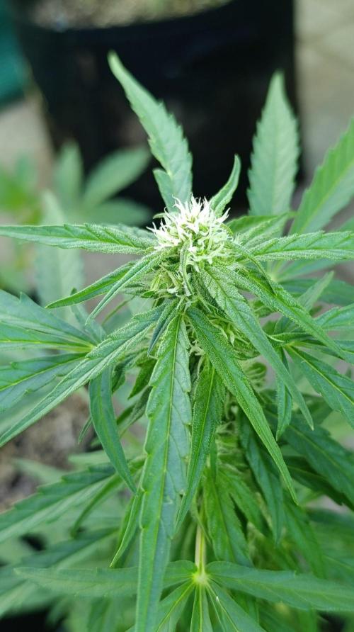 Milky Way F1 Auto. Week 6