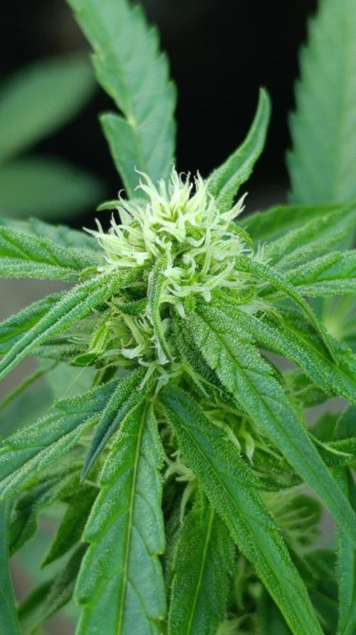 Milky Way F1 Auto. Week 6