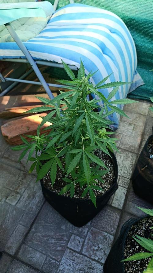 Niagara Outdoor Season. Week 6