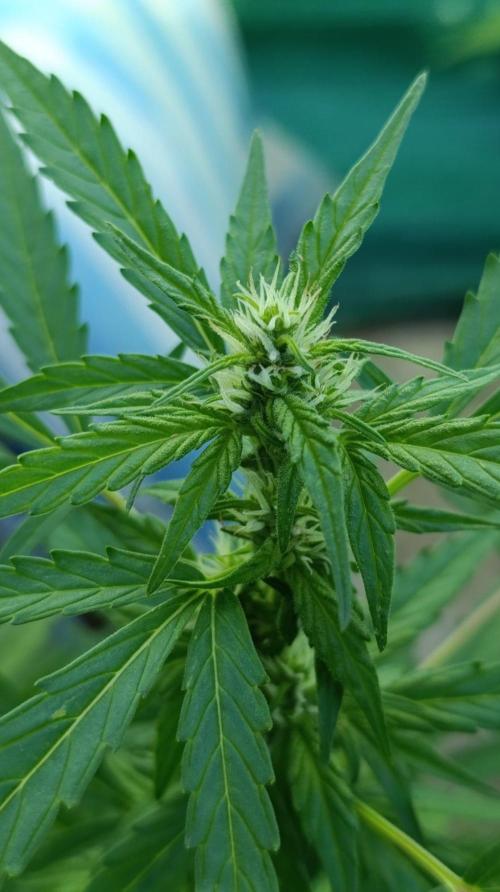 Niagara Outdoor Season. Week 6