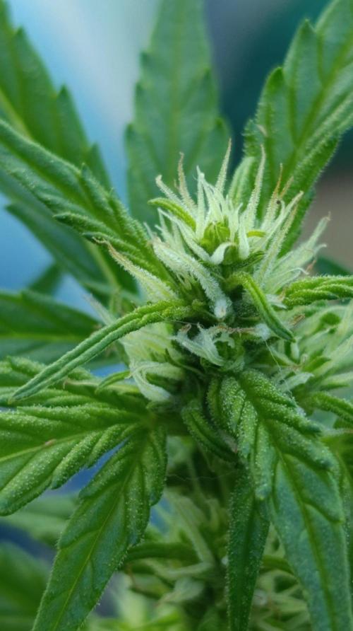 Niagara Outdoor Season. Week 6