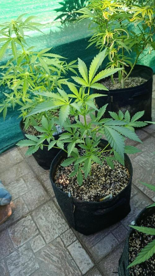 Papaya Zoap Auto. Week 5