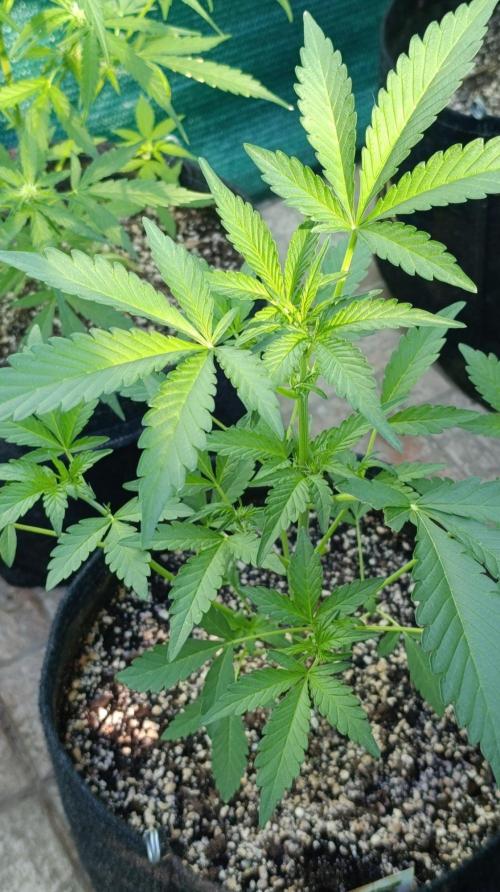 Papaya Zoap Auto. Week 5