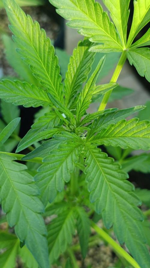 Papaya Zoap Auto. Week 5