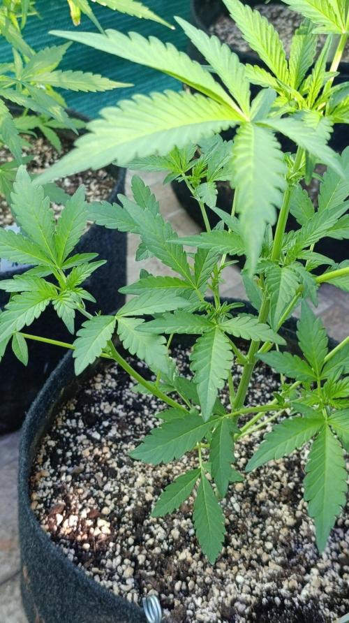Papaya Zoap Auto. Week 5