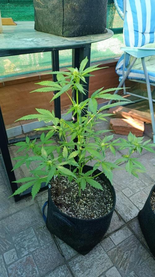 Super Boof XL Auto Outdoor. Week 5