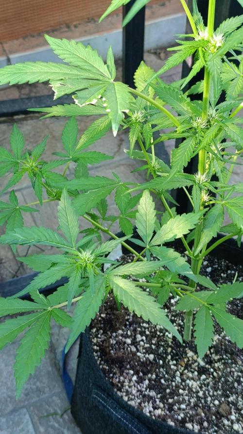 Super Boof XL Auto Outdoor. Week 5