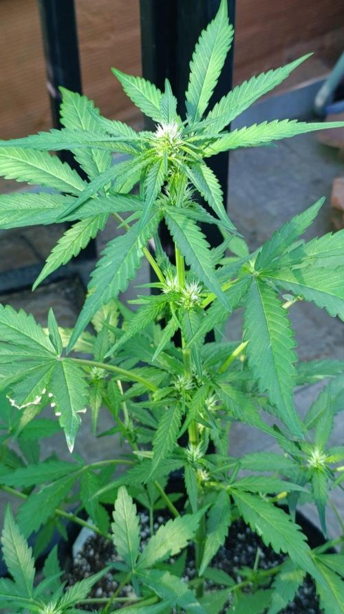 Super Boof XL Auto Outdoor. Week 5