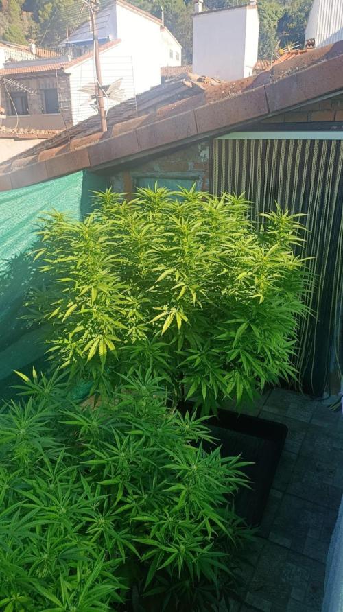 Gello Z & Xpertnutrients. Week 15
