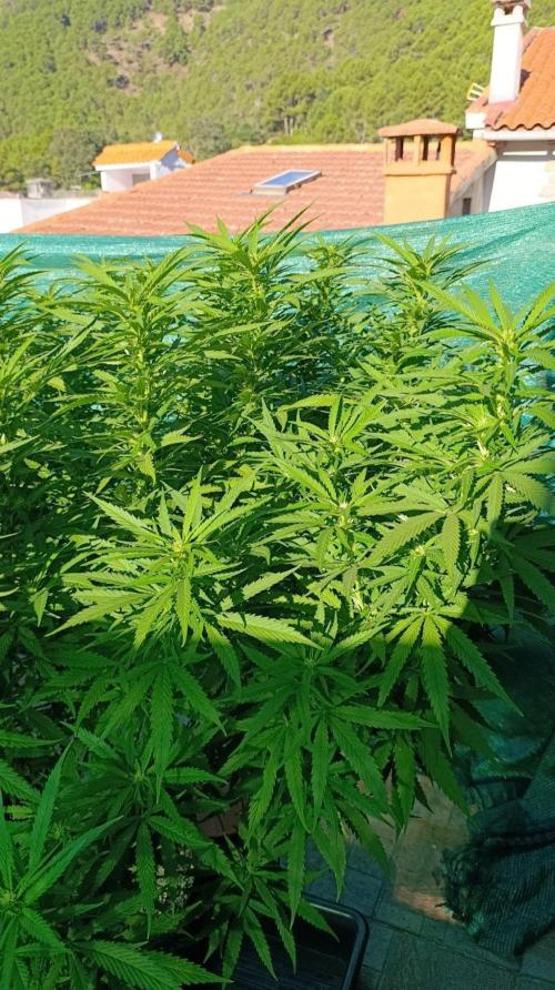 Gello Z & Xpertnutrients. Week 15